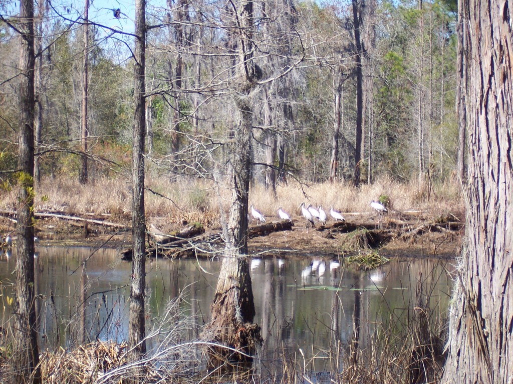 Mike's Hikes Green Swamp West Florida